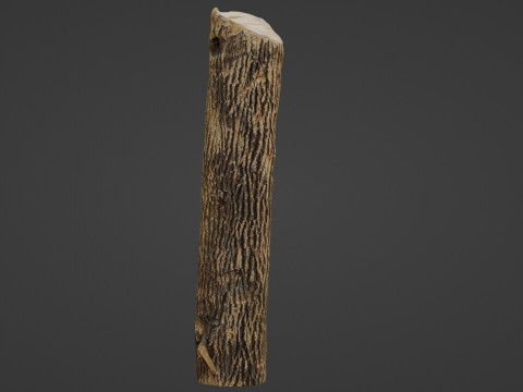 Tree Trunk Cutted Model 3D