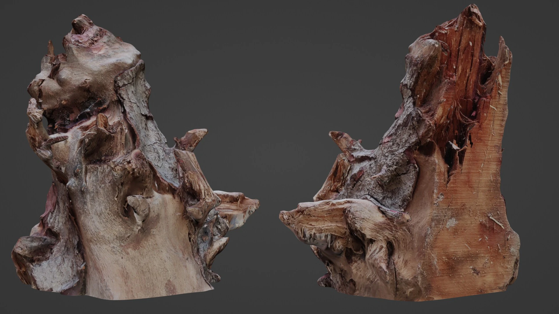 Trunk Scanned 3D Model .c4d .max .obj .3ds .fbx .stl .blend 