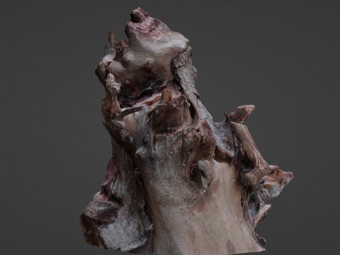 Trunk Scanned 3D Model