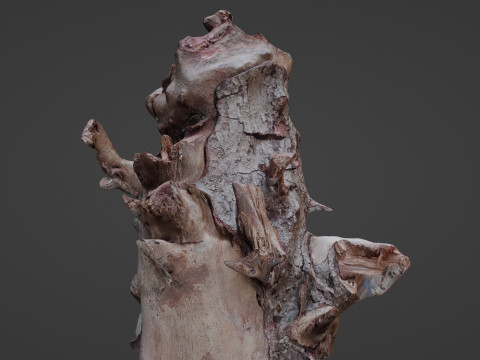 Trunk Scanned 3D Model