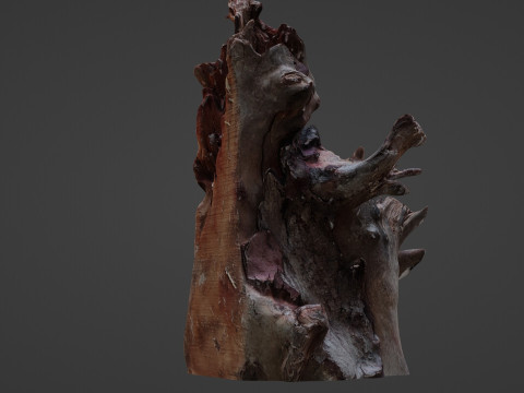Trunk Scanned 3D Model