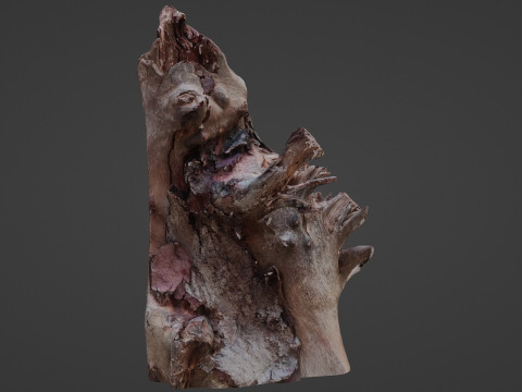 Trunk Scanned 3D Model