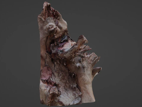Trunk Scanned 3D Model