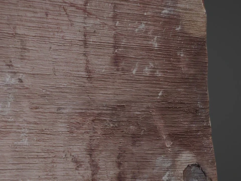 Trunk Cutted 3D Model