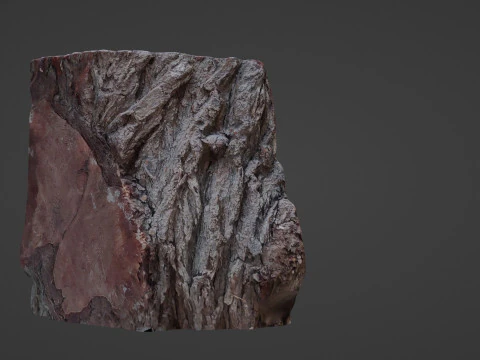 Trunk Cutted 3D Model