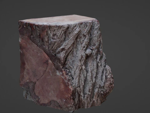 Trunk Cutted 3D Model