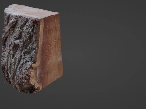 Trunk Cutted 3D Model