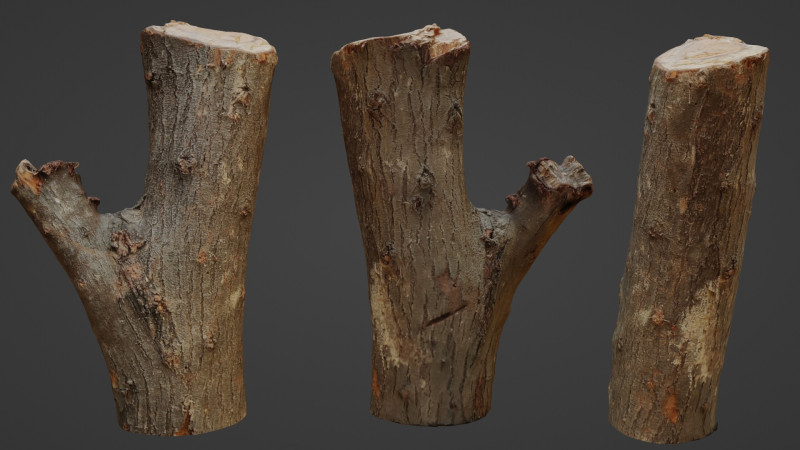 Scan Trunk Model 3D Модель .c4d .max .obj .3ds .fbx .stl .blend