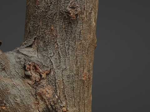 Scan Trunk Model 3D Модель