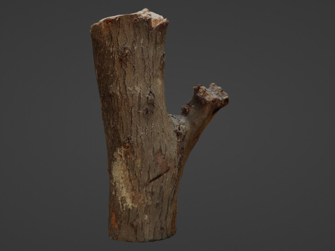 Scan Trunk Model 3D Модель