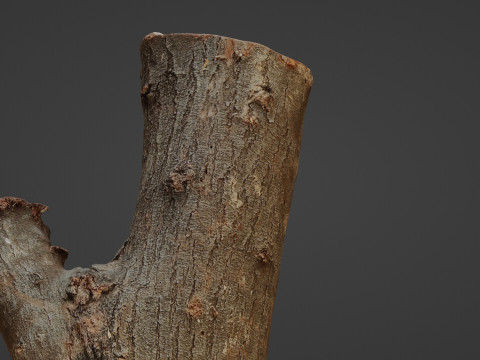 Scan Trunk Model 3D Модель
