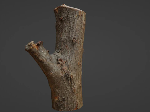 Scan Trunk Model 3D Model