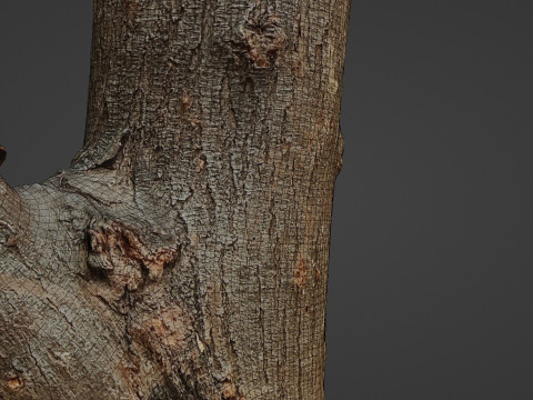 Scan Trunk Model 3D Модель