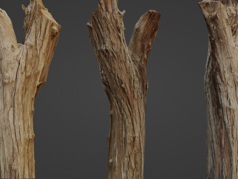 Scanned Tree trunk Modèle 3D