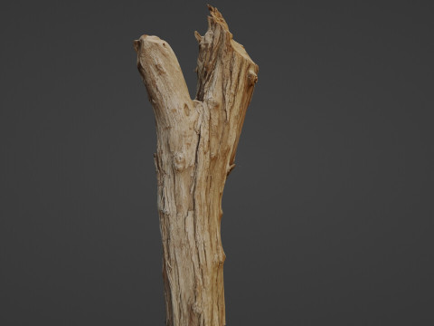 Scanned Tree trunk 3D Модель