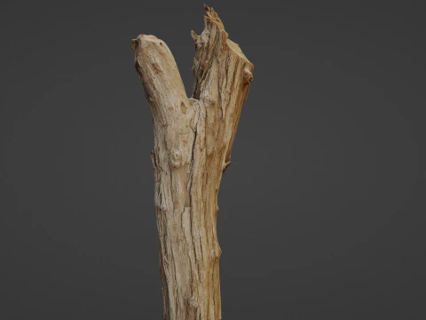 Scanned Tree trunk 3D Model