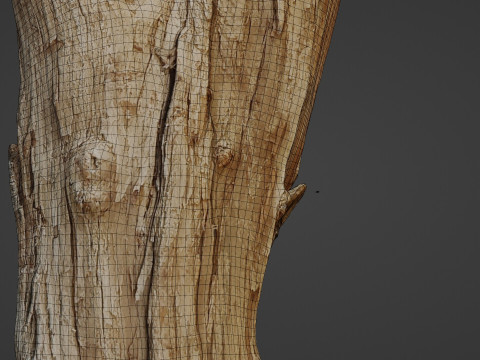 Scanned Tree trunk 3D Модель