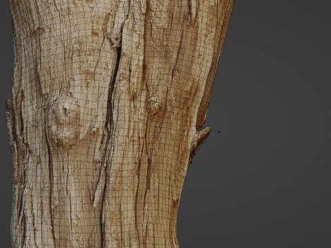 Scanned Tree trunk 3D Model