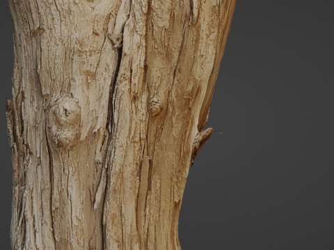 Scanned Tree trunk 3D Модель