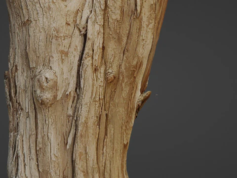 Scanned Tree trunk 3D Model