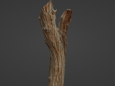 Scanned Tree trunk 3D Модель