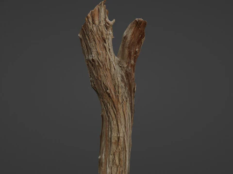 Scanned Tree trunk 3D Model