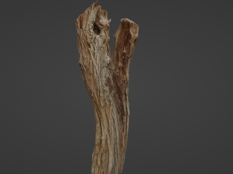 Scanned Tree trunk 3D Модель