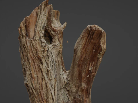 Scanned Tree trunk 3D Model