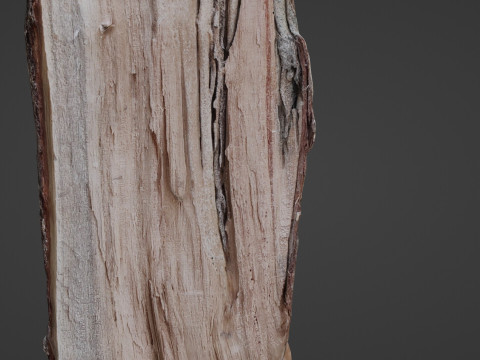 Cutted Log 3D Модель