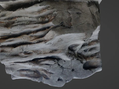 Tree Trunk Scanned 3D Model