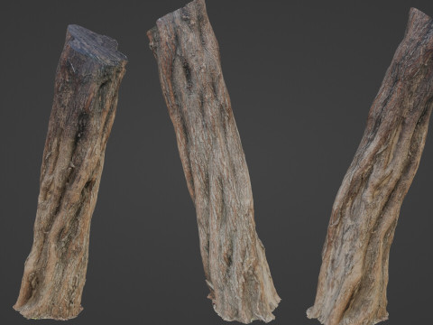 Tree Trunk Model 3D
