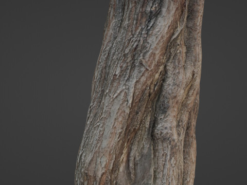 Tree Trunk Modello 3D