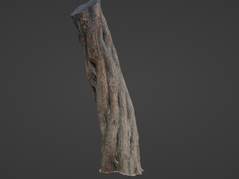Tree Trunk Modello 3D