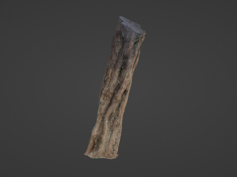 Tree Trunk Modello 3D
