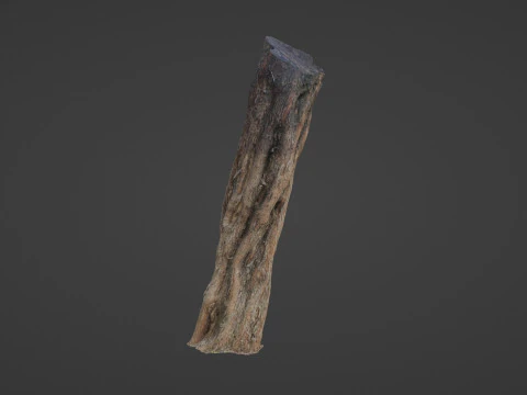 Tree Trunk 3D Model
