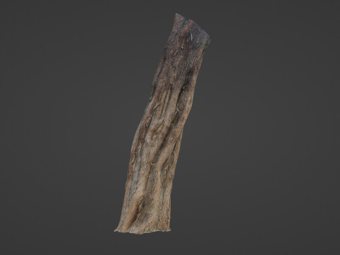 Tree Trunk Modello 3D