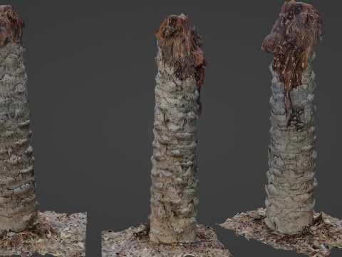 Palm Tree Trunk Modèle 3D
