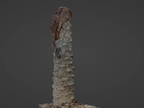 Palm Tree Trunk 3D Model