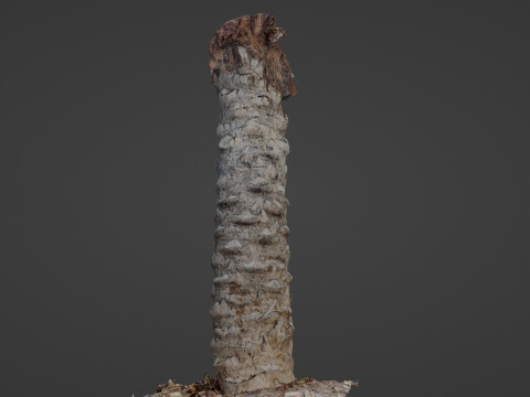 Palm Tree Trunk Modèle 3D