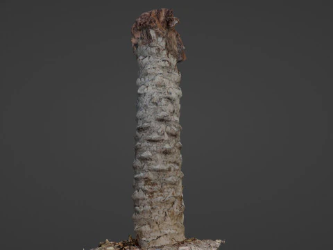 Palm Tree Trunk 3D Model