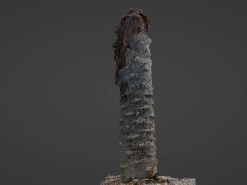 Palm Tree Trunk 3D Model