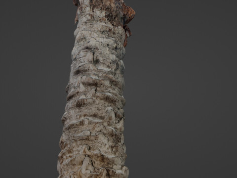 Palm Tree Trunk Modèle 3D