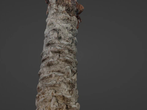 Palm Tree Trunk 3D Model