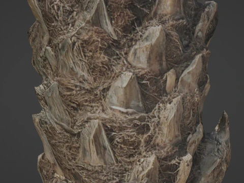 Palm Tree 3D Model