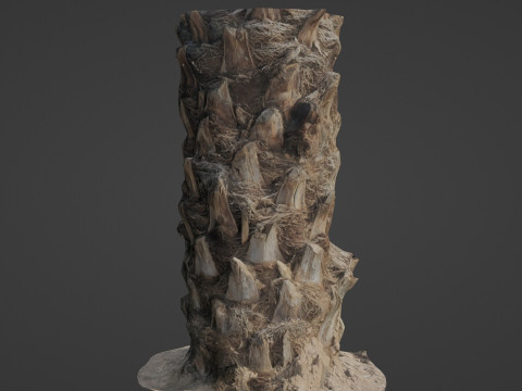 Palm Tree Modello 3D