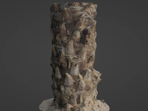 Palm Tree 3D Model