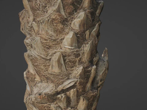 Palm Tree 3D Model