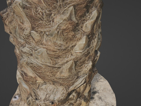 Palm Tree Modello 3D