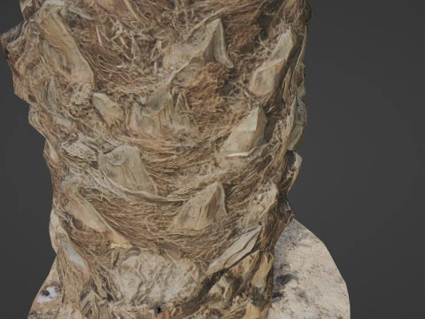 Palm Tree 3D Model