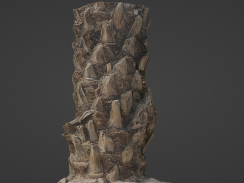 Palm Tree Modello 3D